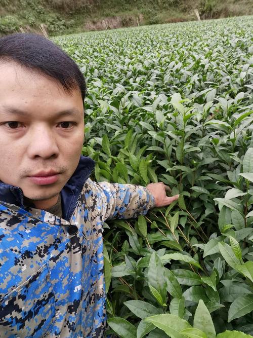 茶叶苗茶树苗批发零售与茶叶批发一站式指南