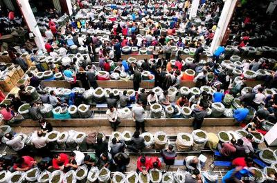 走进安溪茶都,中国最大的铁观音批发市场!